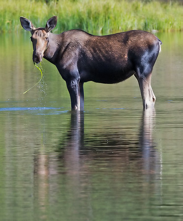 Moose_13