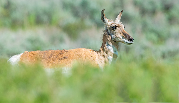Pronghorn_antelope_5