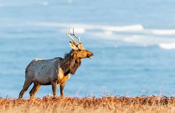 Elk_Tule_PRNS_2015_3