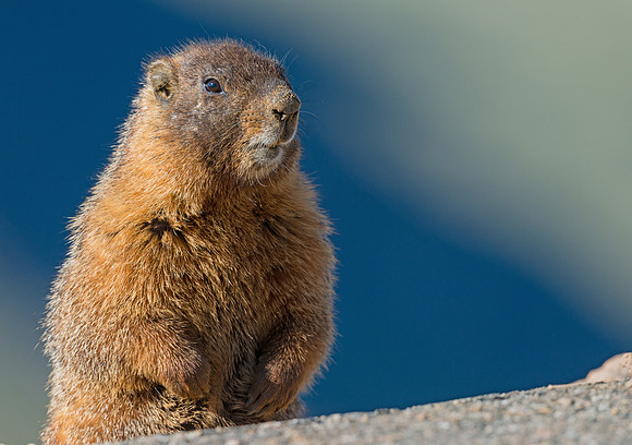 Marmot_8