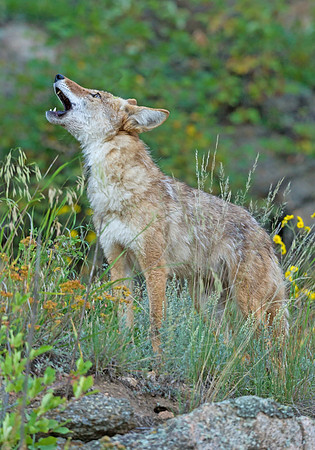 Coyote_7