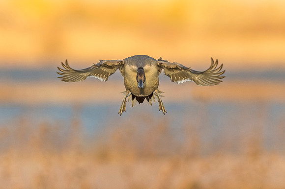 Pintail_BDANWR_2016_1