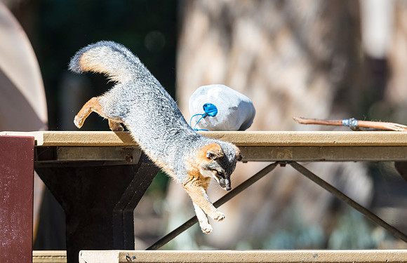 Island_fox_CINP_2015_11