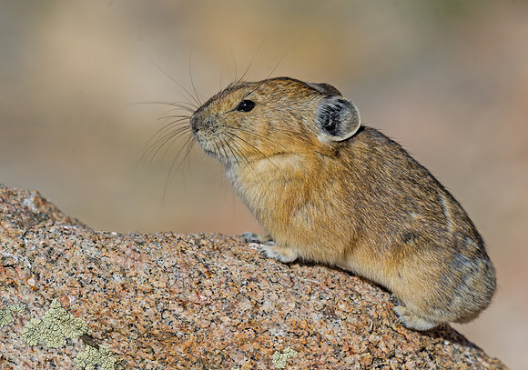 Pika_9