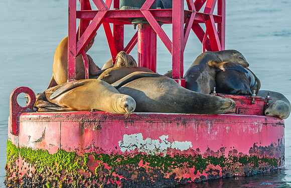 Harbor_seal_Ventura_2015_1