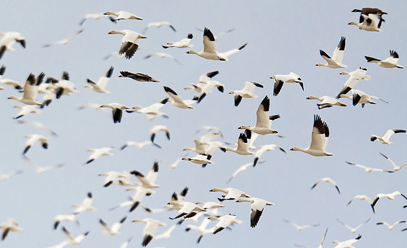 Snow_geese_4