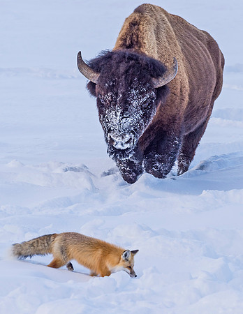 Red_fox_and_Bison_YNP_2016_1