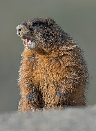 Marmot_5