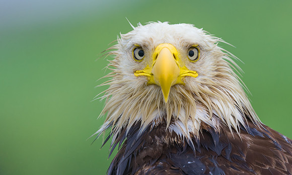Bald_Eagle_DH_1