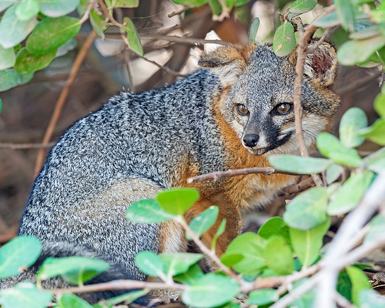 Island_fox_Channel_Islands_2015_1