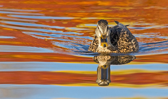 Mallard_hen_8