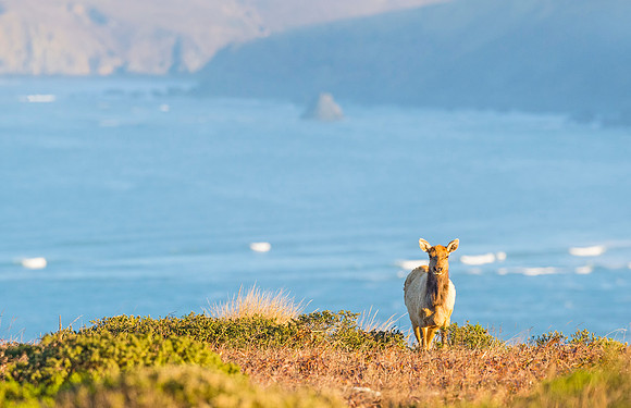 Elk_Tule_2015_2
