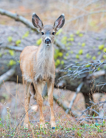 Mule_deer_fawn_Yosemite_2015_2