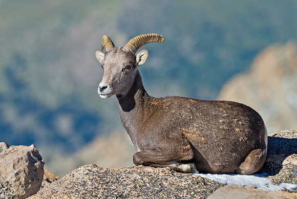 Bighorn_sheep_17
