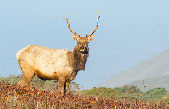 Elk_Tule_PRNS_2015_7