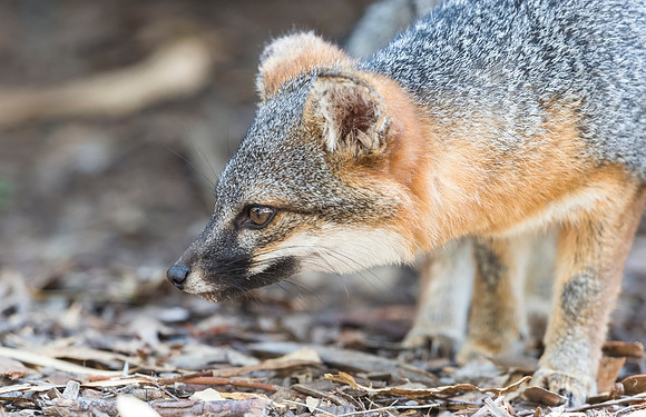Island_fox_Channel_Islands_2015_3