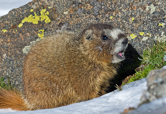Marmot_baby_12