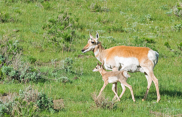 Pronghorn_antelope_3