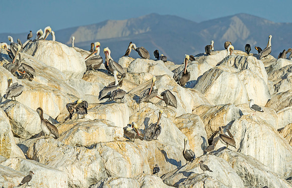 Pelicans_Ventura_2015_1