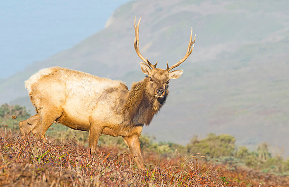 Elk_Tule_PRNS_2015_6