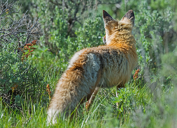 Fox_37