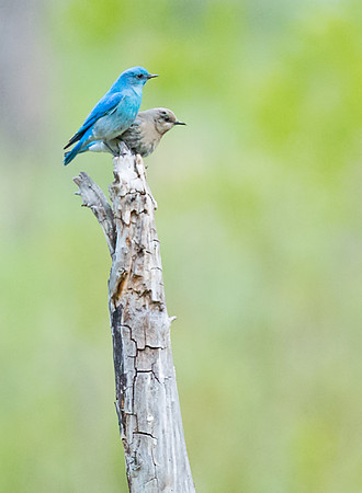Mountain_bluebird_5