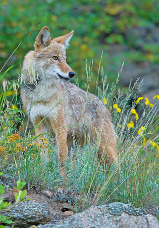 Coyote_6