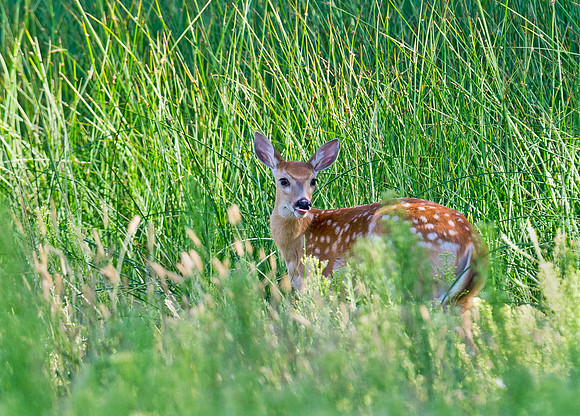 White-tailed_deer_fawn_6
