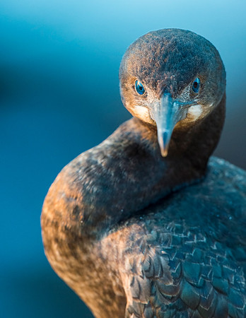 Brandts_cormorant_Malibu_2015_1