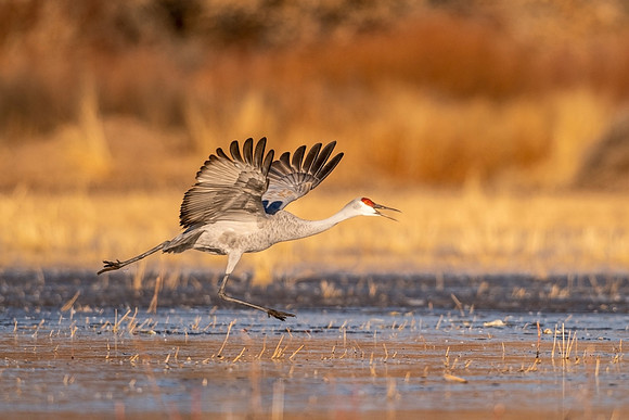 Sandhill_crane_BDANWR_2021_5