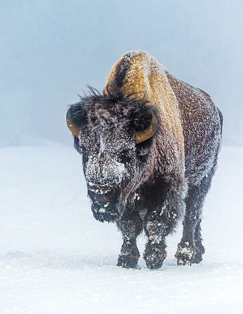 Bison_YNP_2016_6