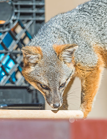 Island_fox_CINP_2015_14