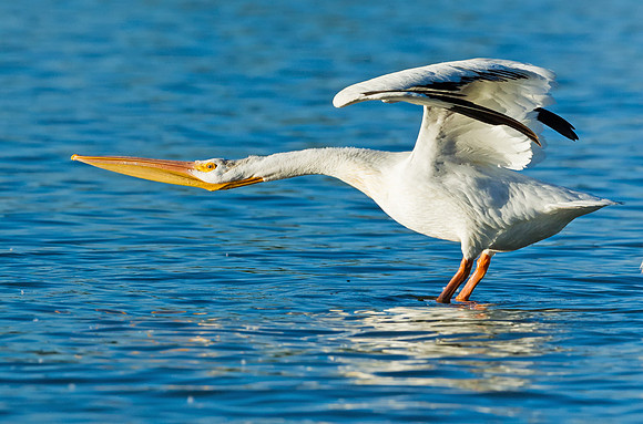 American_white_pelican_13