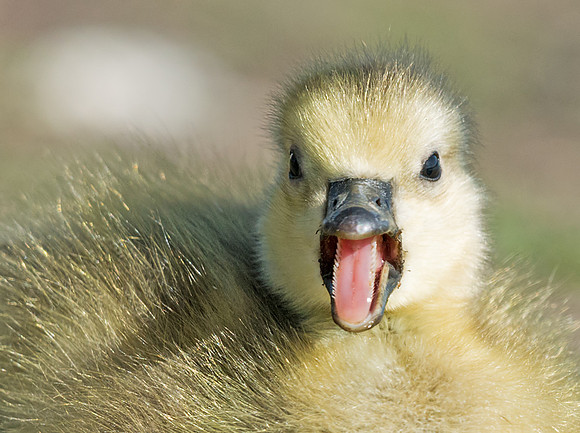 Gosling_6