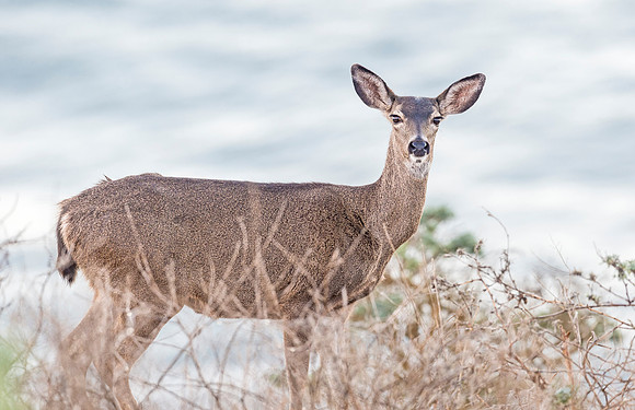 Black-tailed_deer_doe_Point_Reyes_2015_2