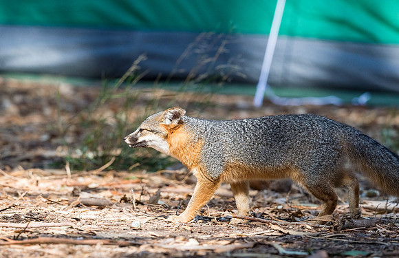 Island_fox_CINP_2015_15