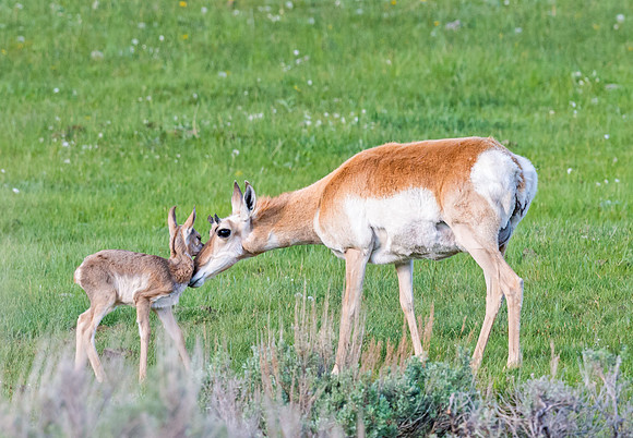 Pronghorn_antelope_4
