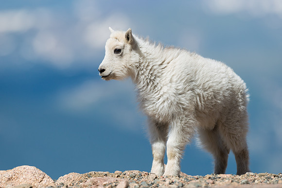 Mountain_goat_15