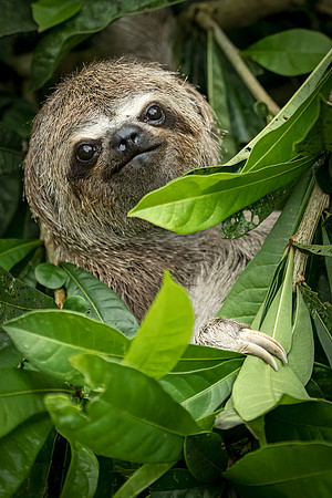 Three-toed_sloth_Peru_2023_2