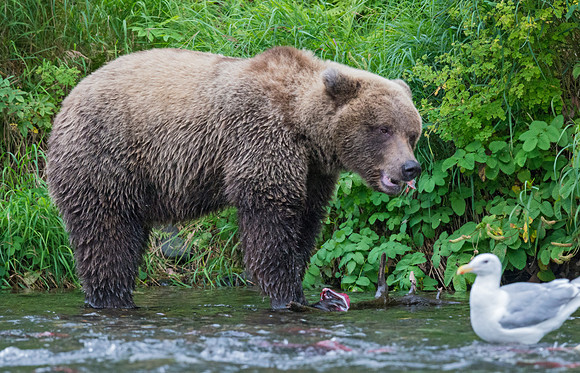Brown_Bear_RR_1
