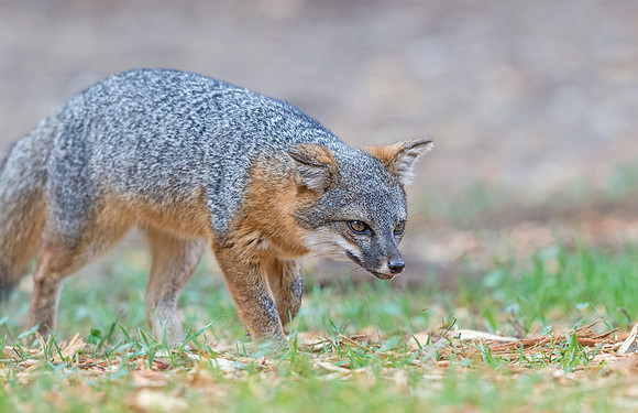 Island_fox_CINP_2015_17