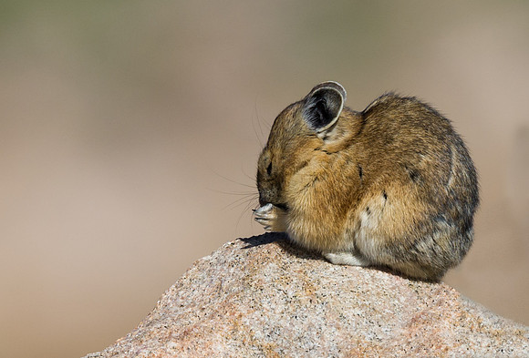 Pika_8