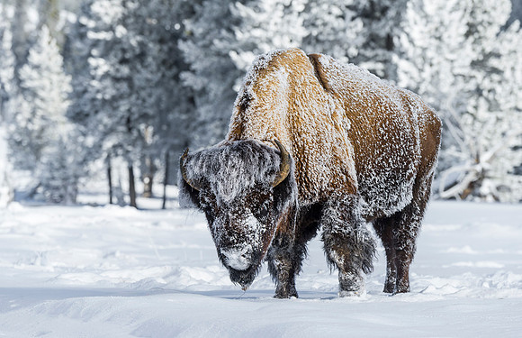 Bison_2016_YNP_bison