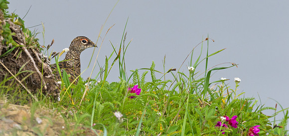 Rock_ptarmigan_2