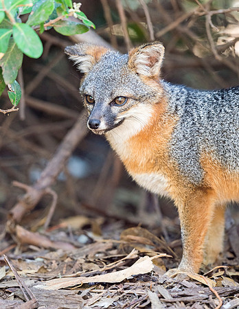 Island_fox_Channel_Islands_2015_4