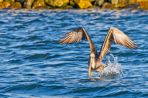 Brown_pelican_CINP_2015_1