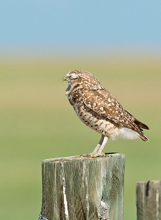 Burrowing_owl_27