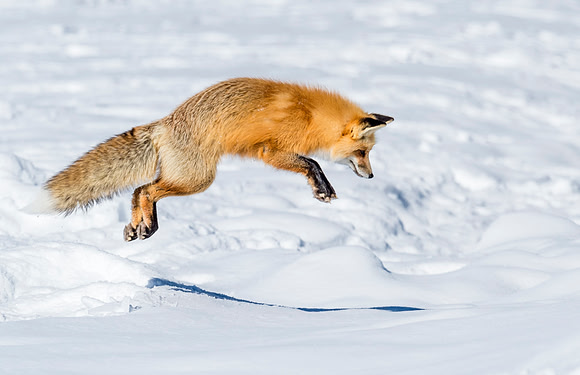 Red_fox_YNP_2016_1
