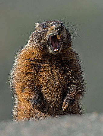 Marmot_3