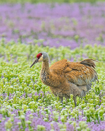 Sandhill_Crane_10